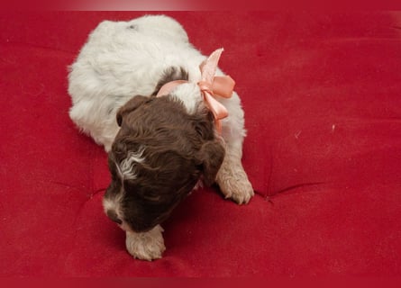 Lagotto Romagnolo Hündin braun-weiß, ENCI-Ahnentafel, Toskana
