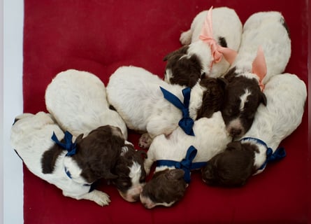 Lagotto Romagnolo Welpen, Wurf vom 17. Juli 2026, ENCI, Toskana