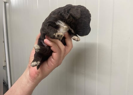 Lagotto Romagnolo Welpe, Rüde, ENCI-Ahnentafel, Toskana