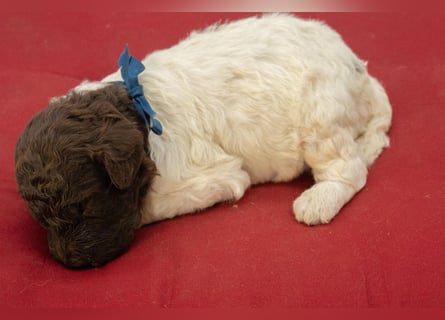 Lagotto Romagnolo Welpen, Wurf vom 10. September 2026, ENCI, Toskana