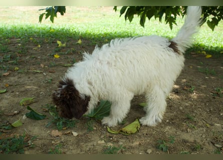 Lagotto Romagnolo Welpe Gina, ENCI-Ahnentafel, Toskana