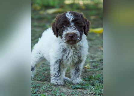 Lagotto Romagnolo Welpe Otto, ENCI-Ahnentafel, Toskana