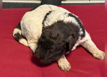 Lagotto Romagnolo Welpin, Hündin, ENCI-Ahnentafel, Toskana