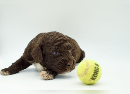 Lagotto Romagnolo Welpe, Rüde, ENCI-Ahnentafel, Toskana