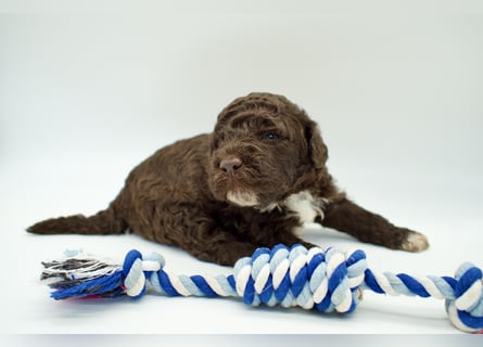 Lagotto Romagnolo Welpe, Rüde, ENCI-Ahnentafel, Toskana