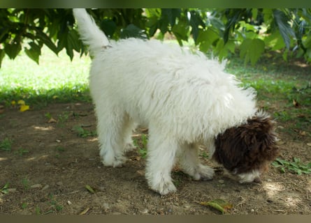 Lagotto Romagnolo Welpe Gina, ENCI-Ahnentafel, Toskana