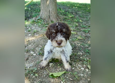 Lagotto Romagnolo Welpe Fiocco, ENCI-Ahnentafel, Toskana