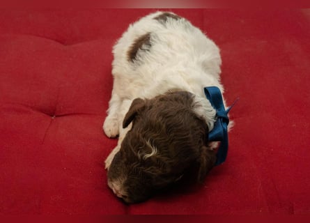Lagotto Romagnolo Rüde braun-weiß, ENCI-Ahnentafel, Toskana