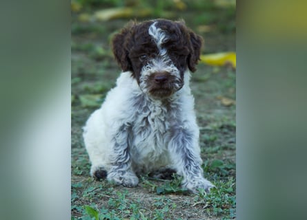 Lagotto Romagnolo Welpe Otto, ENCI-Ahnentafel, Toskana