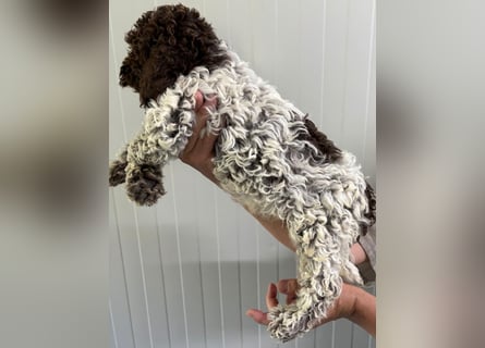 Lagotto Romagnolo Welpe Ugo, ENCI-Ahnentafel, Toskana
