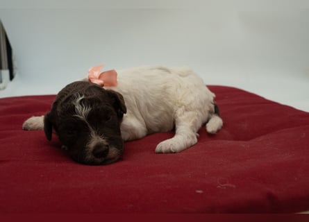 Lagotto Romagnolo Hündin braun-weiß, ENCI-Ahnentafel, Toskana