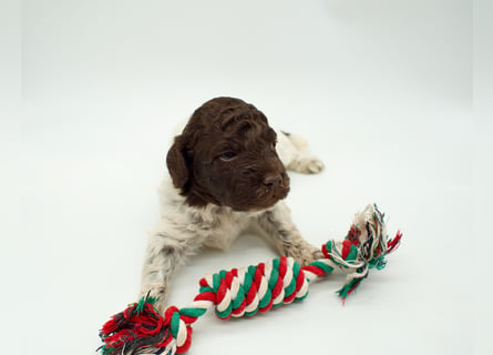 Lagotto Romagnolo Welpe, Hündin, ENCI-Ahnentafel, Toskana