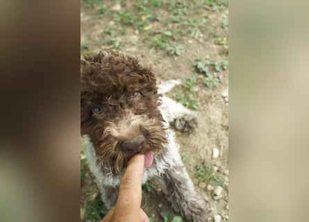 Lagotto Romagnolo Welpe Ugo, ENCI-Ahnentafel, Toskana
