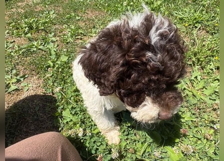 Lagotto Romagnolo Welpin Gina, ENCI-Ahnentafel, Toskana