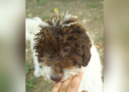 Lagotto Romagnolo Welpe Gina, ENCI-Ahnentafel, Toskana