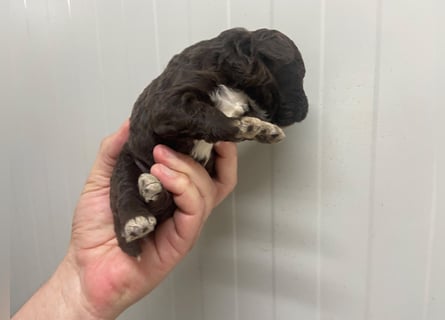 Lagotto Romagnolo Welpe, Rüde, ENCI-Ahnentafel, Toskana