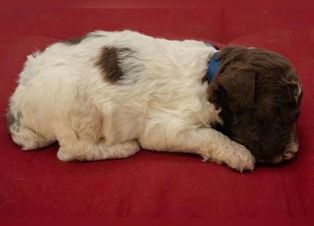Lagotto Romagnolo Rüde braun-weiß, ENCI-Ahnentafel, Toskana