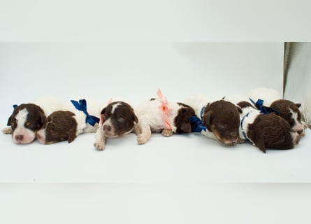 Lagotto Romagnolo Welpen, Wurf vom 17. Juli 2026, ENCI, Toskana
