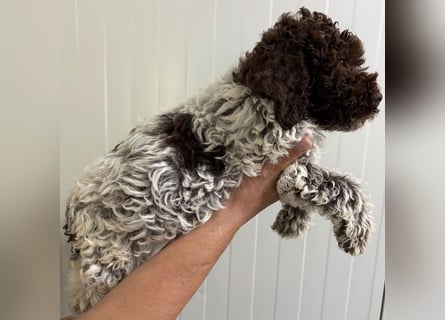 Lagotto Romagnolo Welpe Ugo, ENCI-Ahnentafel, Toskana