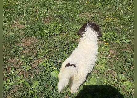 Lagotto Romagnolo Welpin Gina, ENCI-Ahnentafel, Toskana