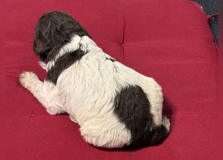 Lagotto Romagnolo Welpin, Hündin, ENCI-Ahnentafel, Toskana