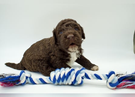 Lagotto Romagnolo Welpe, Rüde, ENCI-Ahnentafel, Toskana