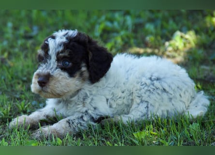 Lagotto Romagnolo Welpe Argo, ENCI-Ahnentafel, Toskana
