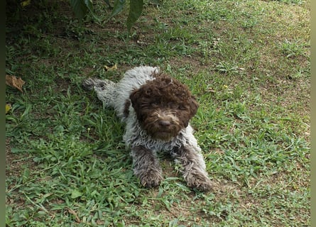 Lagotto Romagnolo Welpe Ugo, ENCI-Ahnentafel, Toskana