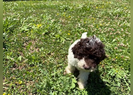 Lagotto Romagnolo Welpin Gina, ENCI-Ahnentafel, Toskana