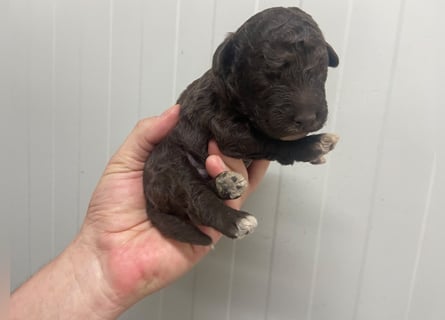 Lagotto Romagnolo Welpe, Rüde, ENCI-Ahnentafel, Toskana