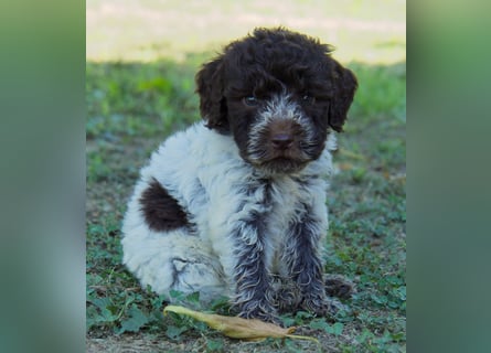 Lagotto Romagnolo Welpe Spillo, ENCI-Ahnentafel, Toskana