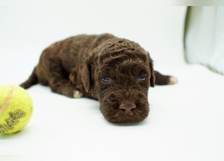 Lagotto Romagnolo Welpe, Rüde, ENCI-Ahnentafel, Toskana