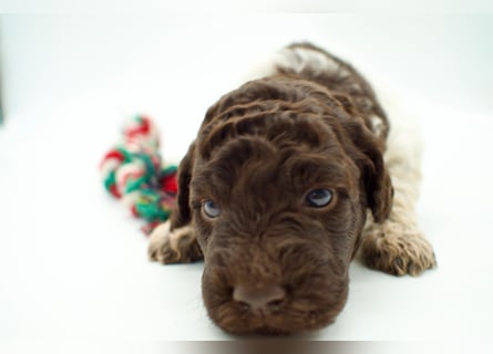 Lagotto Romagnolo Welpe, Hündin, ENCI-Ahnentafel, Toskana