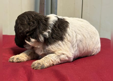 Lagotto Romagnolo Welpin, Hündin, ENCI-Ahnentafel, Toskana