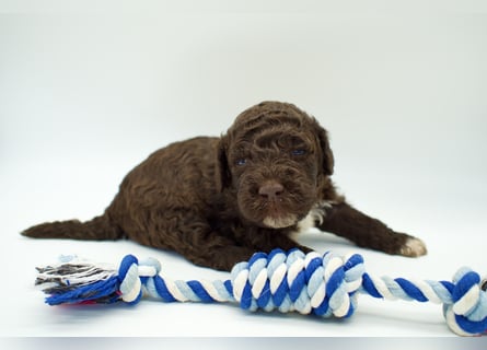 Lagotto Romagnolo Welpe, Rüde, ENCI-Ahnentafel, Toskana