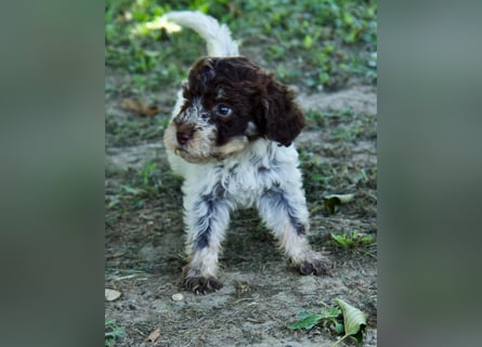 Lagotto Romagnolo Welpe Fiocco, ENCI-Ahnentafel, Toskana