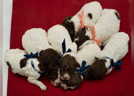 Lagotto Romagnolo Welpen, Wurf vom 17. Juli 2026, ENCI, Toskana