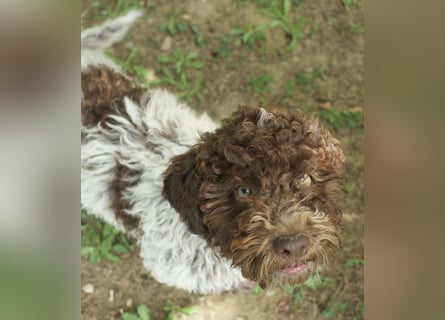 Lagotto Romagnolo Welpe Ugo, ENCI-Ahnentafel, Toskana