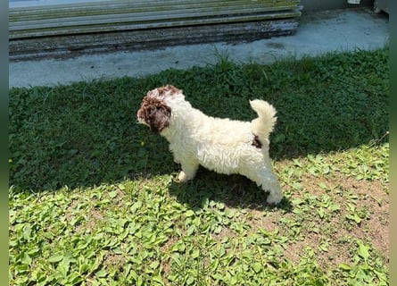 Lagotto Romagnolo Welpin Gina, ENCI-Ahnentafel, Toskana