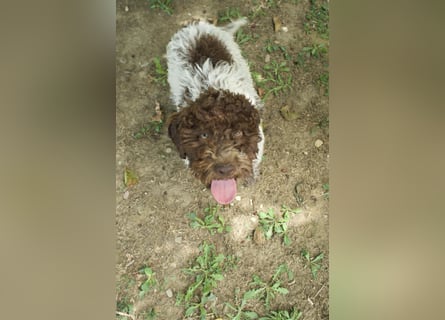 Lagotto Romagnolo Welpe Ugo, ENCI-Ahnentafel, Toskana