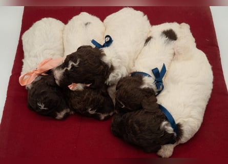 Lagotto Romagnolo Hündin braun-weiß, ENCI-Ahnentafel, Toskana