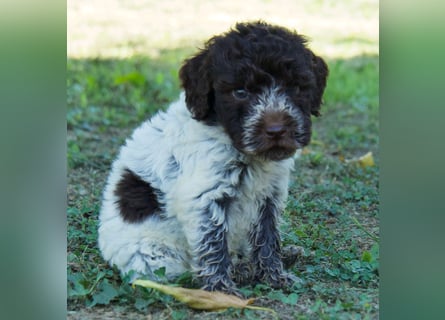 Lagotto Romagnolo Welpe Spillo, ENCI-Ahnentafel, Toskana