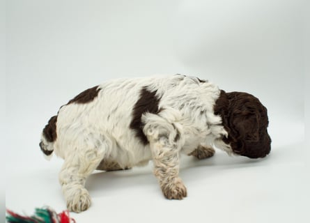 Lagotto Romagnolo Welpe, Hündin, ENCI-Ahnentafel, Toskana