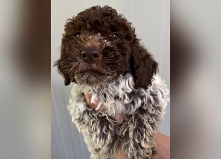 Lagotto Romagnolo Welpe Ugo, ENCI-Ahnentafel, Toskana
