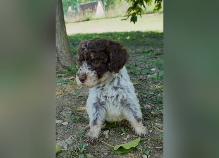 Lagotto Romagnolo Welpe Fiocco, ENCI-Ahnentafel, Toskana