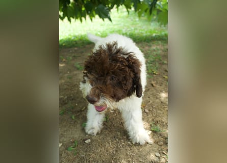 Lagotto Romagnolo Welpe Gina, ENCI-Ahnentafel, Toskana