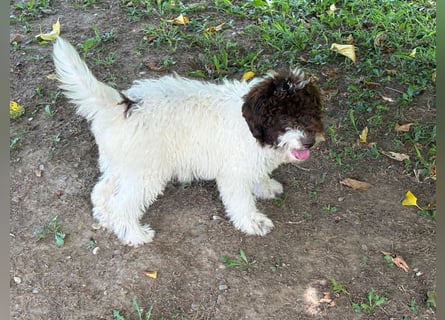 Lagotto Romagnolo Welpe Gina, ENCI-Ahnentafel, Toskana