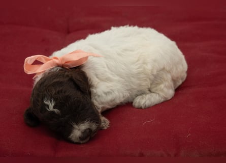 Lagotto Romagnolo Welpen, Wurf vom 10. September 2026, ENCI, Toskana