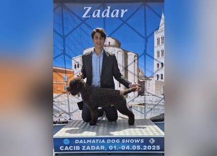 Cuccioli di Lagotto Romagnolo con pedigree export