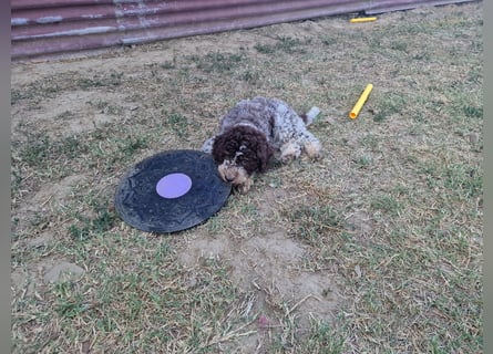Lagotto con pedigre export